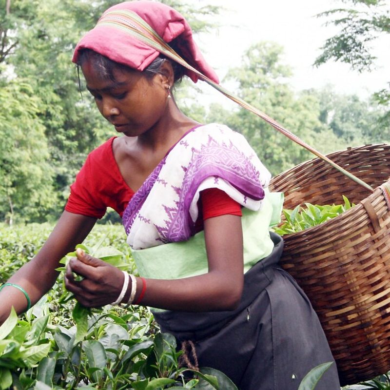 Assam Loose Leaf Tea, 250g