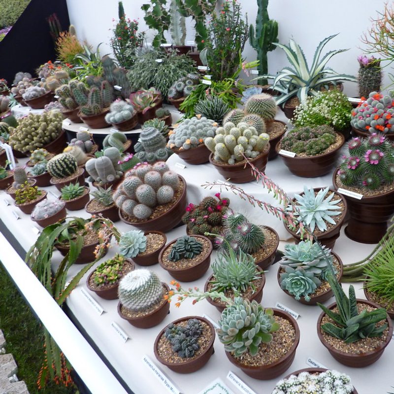 Assorted Succulents, Set of 5