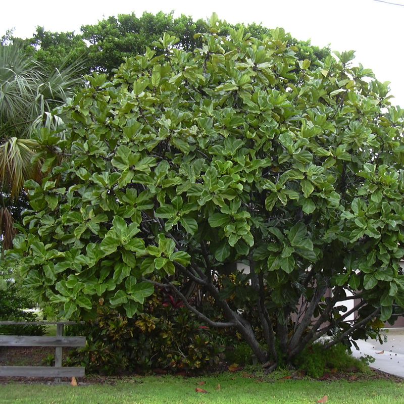 Fiddle Leaf Fig, 1.2m