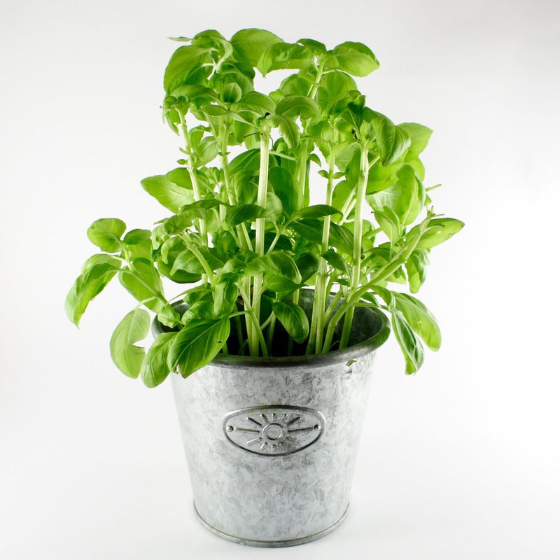 Herb Trio: Basil, Mint, Parsley