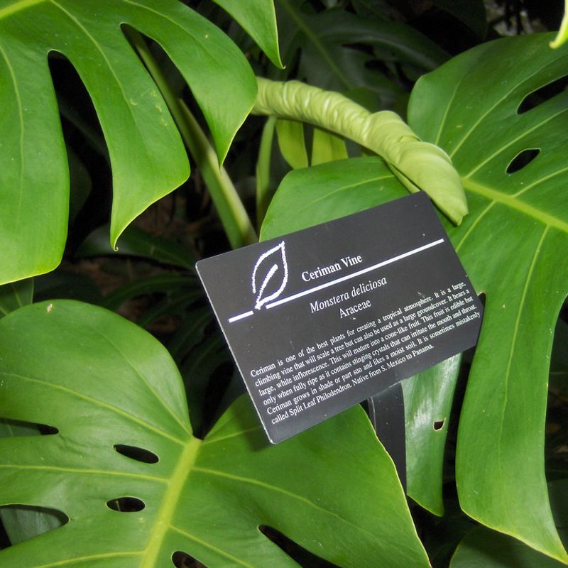 Monstera Deliciosa, 80cm