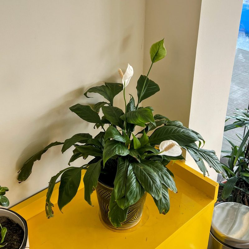 Peace Lily, 50cm