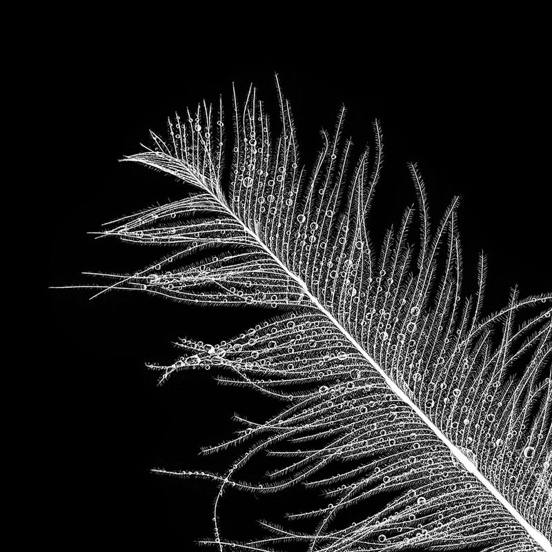 Plant Mister, Glass
