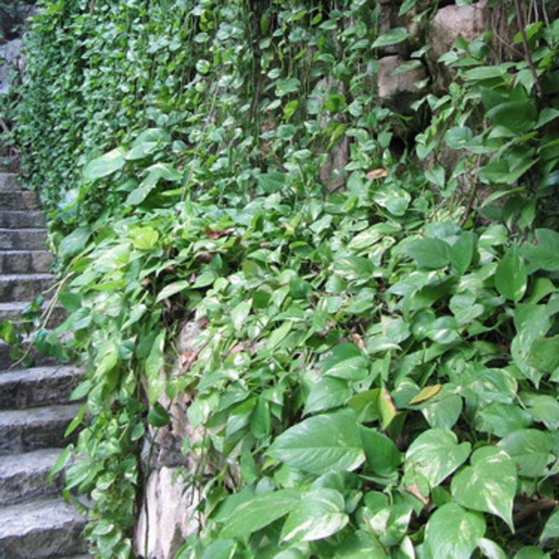 Pothos, Trailing, 40cm